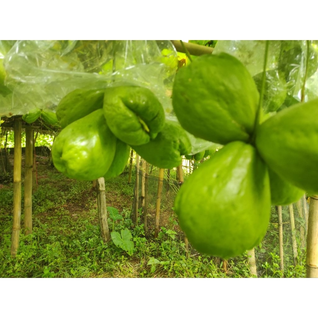 bibit labu siam anggur