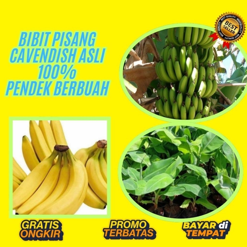 PROMO  Tanaman Pisang Cavendish Super Tanaman Pisang Cavendish Sunpride