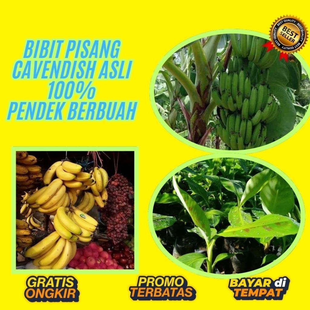 BIBIT BERKUALITAS  Bibit Pisang Cavendish Foto  Bibit Pisang Cavendish G9  Bibit Pisang Cavendish Ha