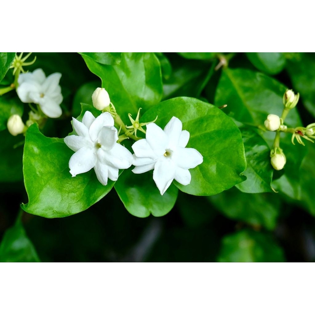 BUNGA - MELATI TUMPUK