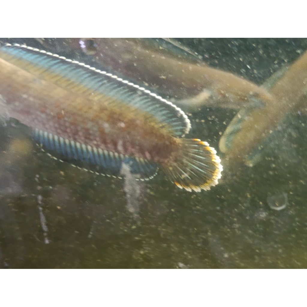 Air Ketapang Andrao Pair 7-8