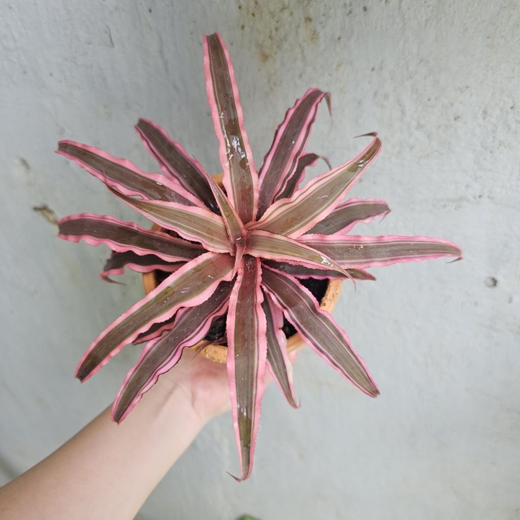 Paket KAKTUS SUKULEN Cryptanthus Pink Besar Earth Star  - Tumbuhan Hidup Tanaman Hias Asli Murah Mak
