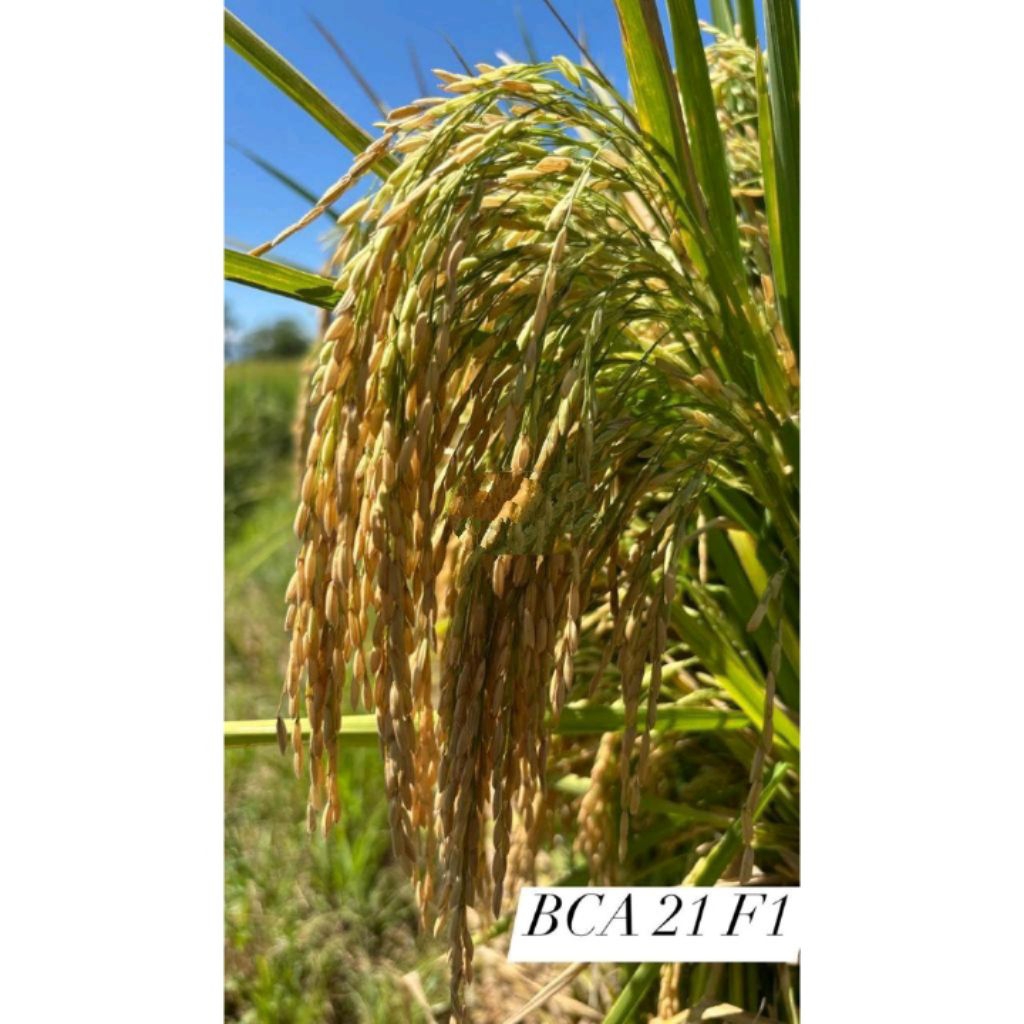 Benih Padi Hibrida BCA 21 F1 Kemasan 1 kg Bintang Asia