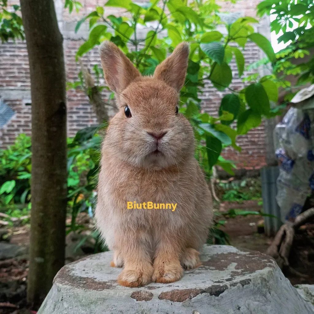 Kelinci Hias Mini Netherland Dwarf Betina 5 bulan Orange