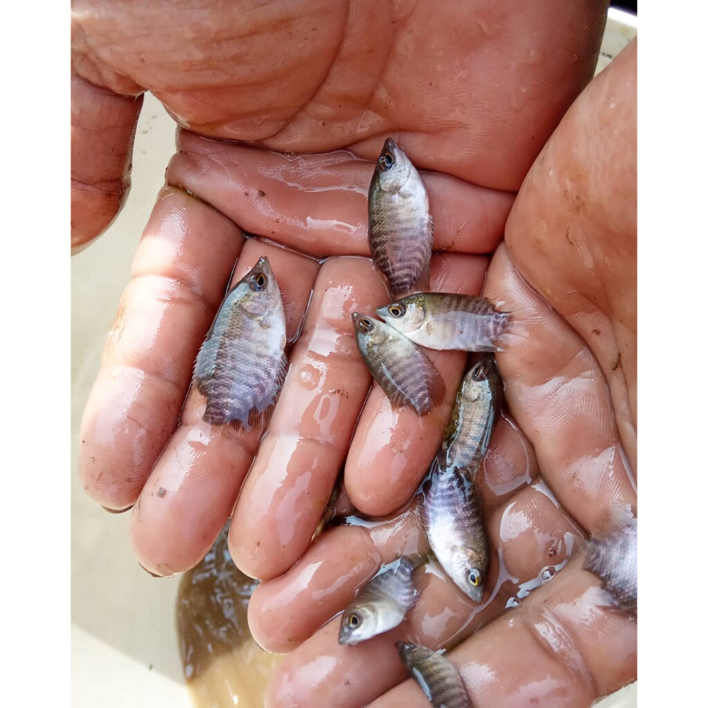 ikan benih bibit Gurame ikan ukuran kuku ramu | termurah pcs | hidup
