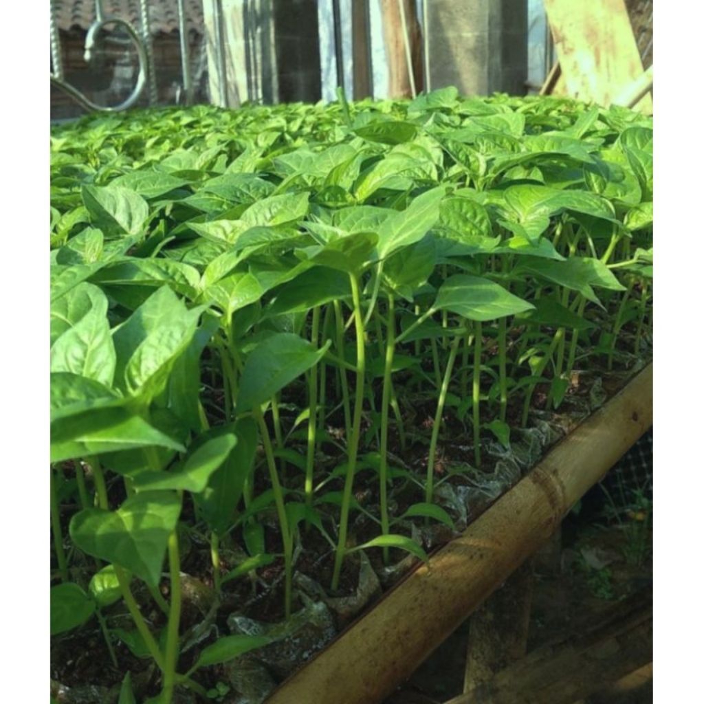 Tanaman bibit Cabai merah besar, bibit Cabe Merah unggulan