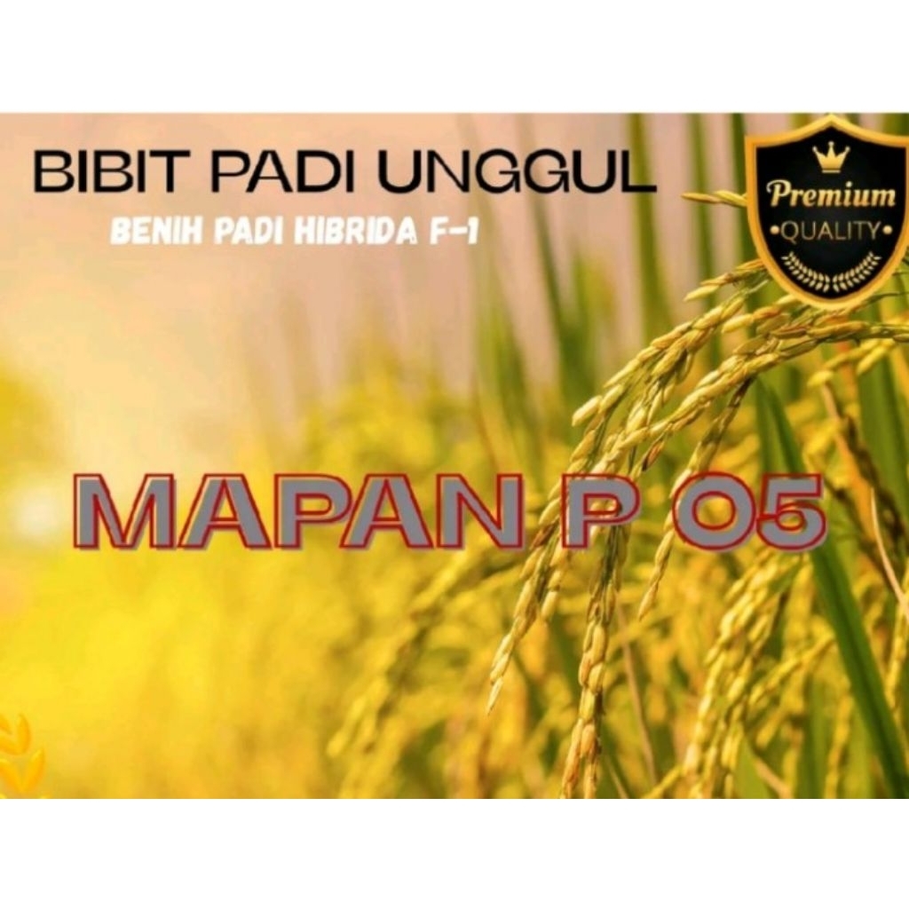 BENIH PADI MAPAN P 05 UNGGUL BERKUALITAS 1KG