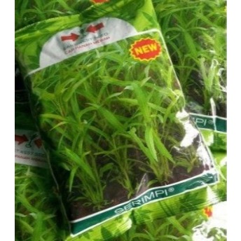 ( 1 KG ) Benih kangkung daun sempit SERIMPI 1kg srimpi panah merah