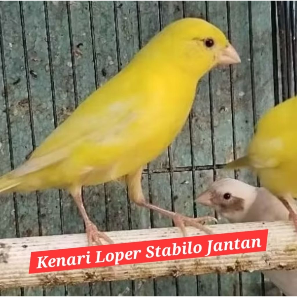 kenari loper stabilo bahan jantan