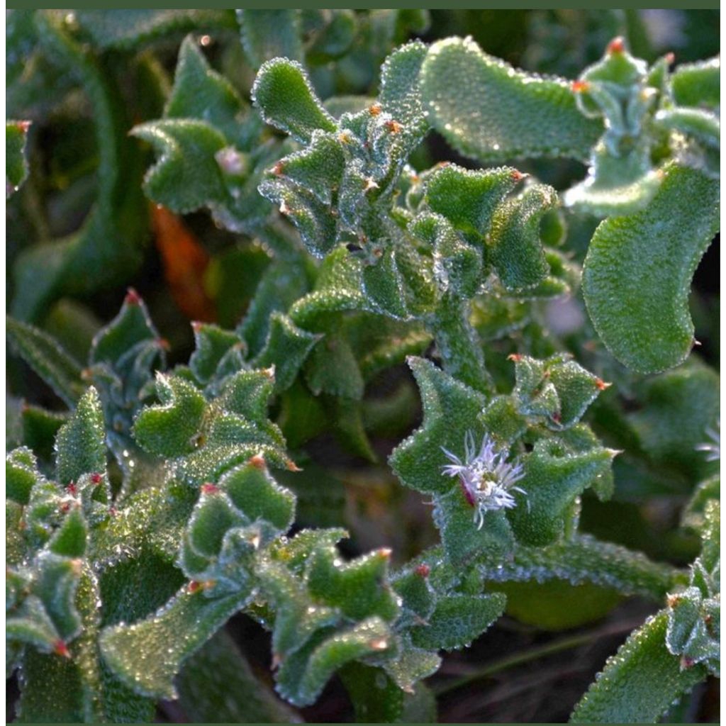 15 Benih Biji Sayur Ice Lettuce