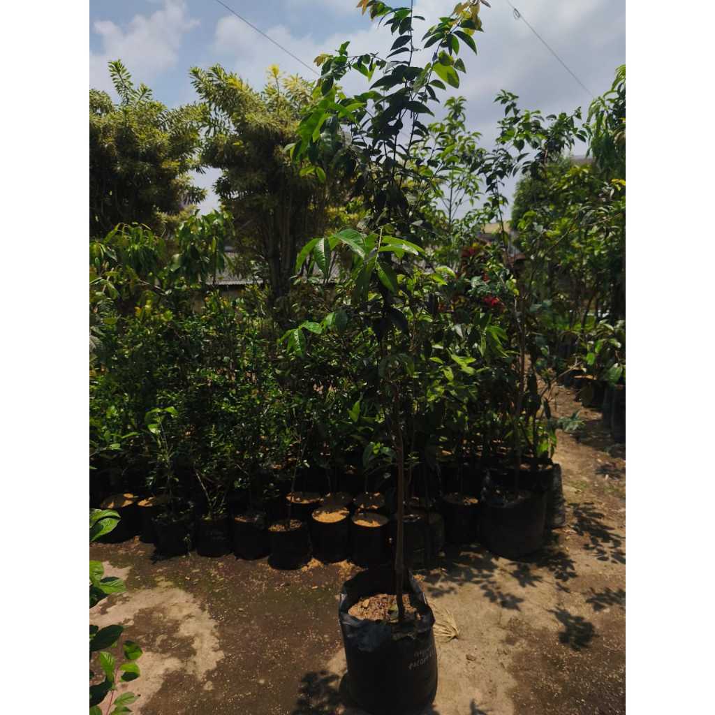 Bibit Buah Anggur Brazil Escarlet Besar Full Media