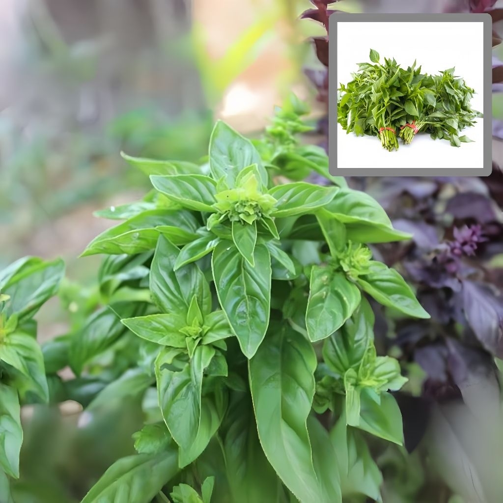 100 Biji Bibit Kemangi F1 super Unggul Bibit Sayuran Pilihan