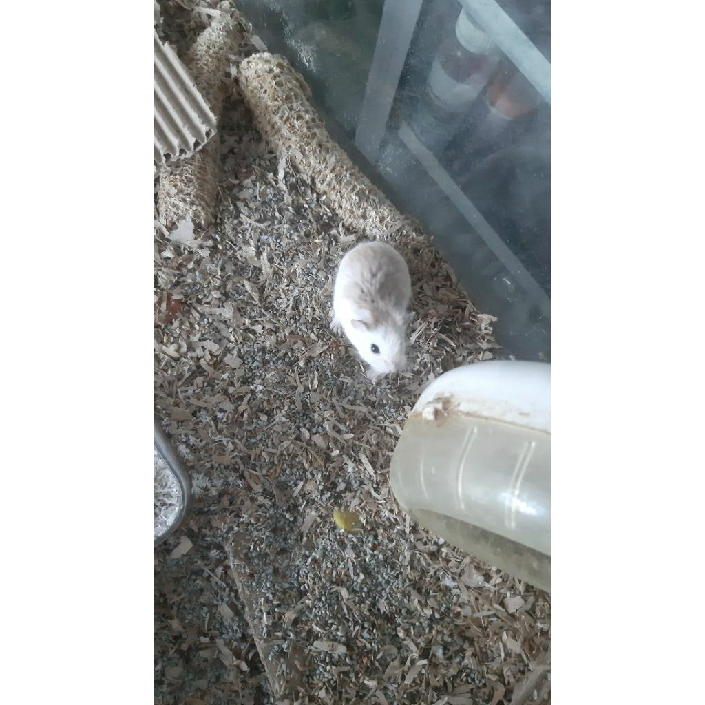HAMSTER ROBOROVSKI