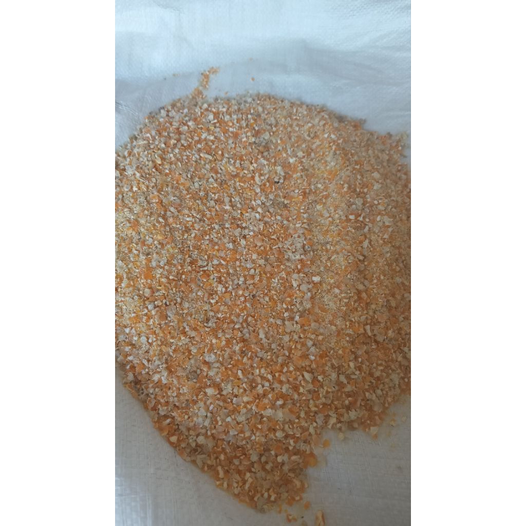 jagung giling untuk pakan ayam