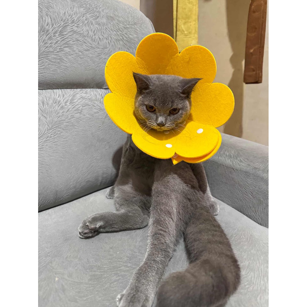 KUCING RAS BSH BLUE SOLID