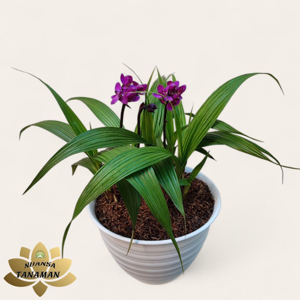 Tanaman Hias Pohon Anggrek Tanah Bunga Ungu Siap Tanam/Pohon Anggrek Tanah Bunga Ungu