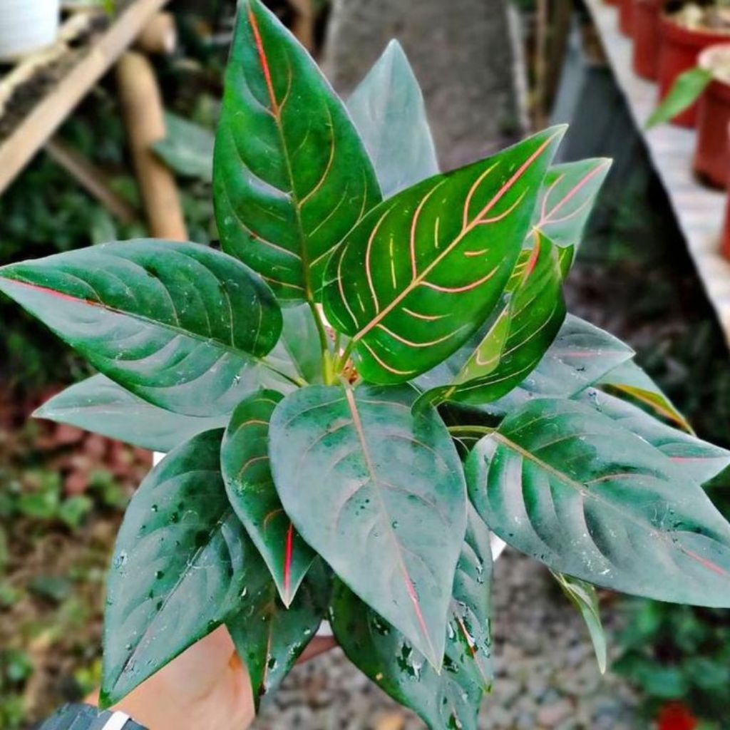 Aglonema rotundum green tiger remaja 4-7 Daun Asli