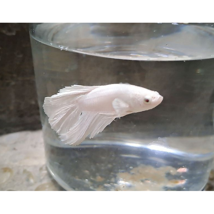 Ikan Cupang Halfmoon White Platinum Putih Bersih Ekor Lebar