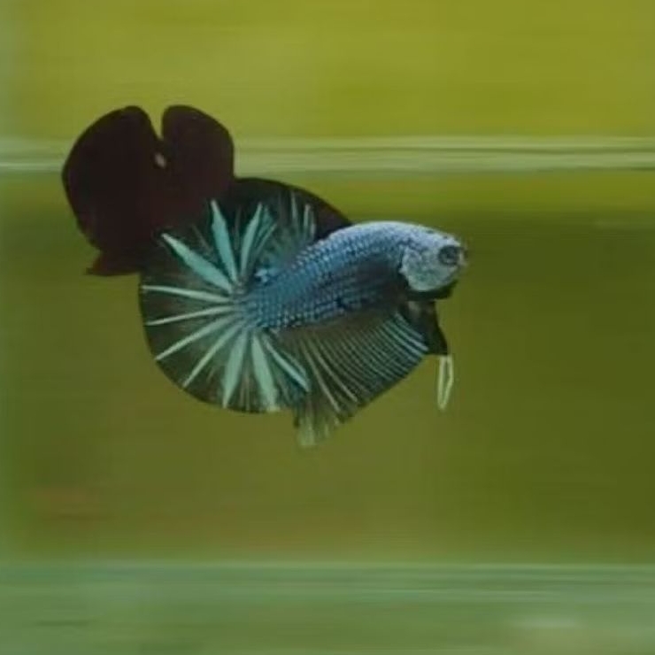 Cupang HMPK Besgel Under Baby – Bahanan Kontes Potensi Juara, Sirip Rapi & Warna Tajam