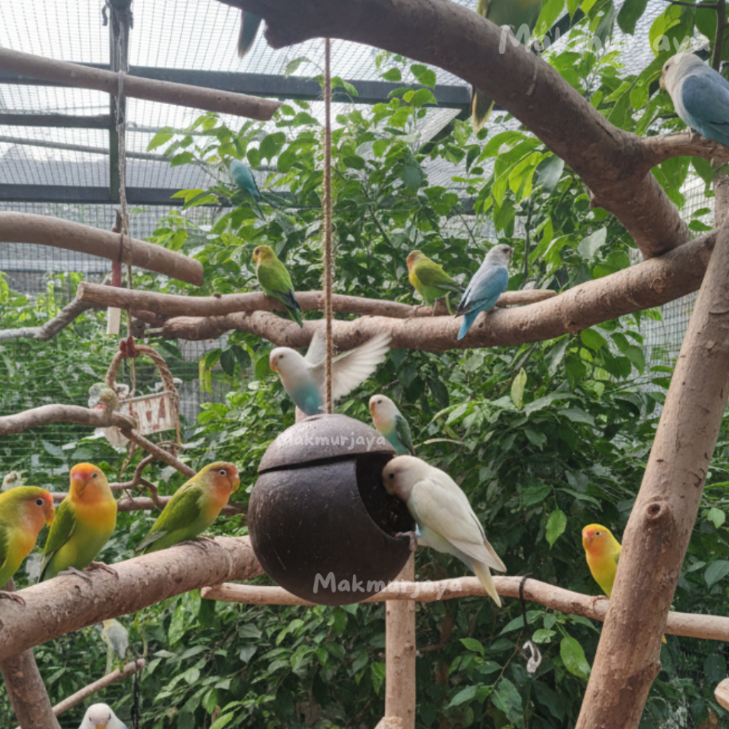 Glodok Batok Tempat Sarang Bertelur Lovebird & Parkit / Dekorasi Taman Aviary