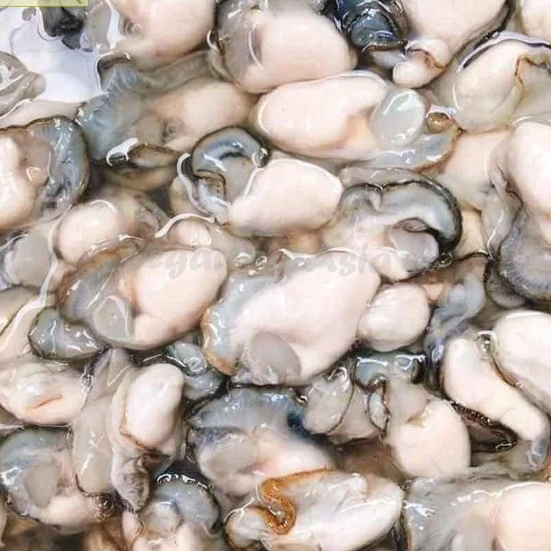 Kerang Tiram Oyster 1Kg Kerang Tiram Kupas Segar Daging Tiram Oyster Seafood Kerang Segar Kerang Lau