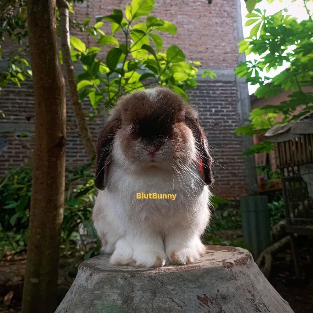Kelinci Hias Holland Lop Jantan broken sable