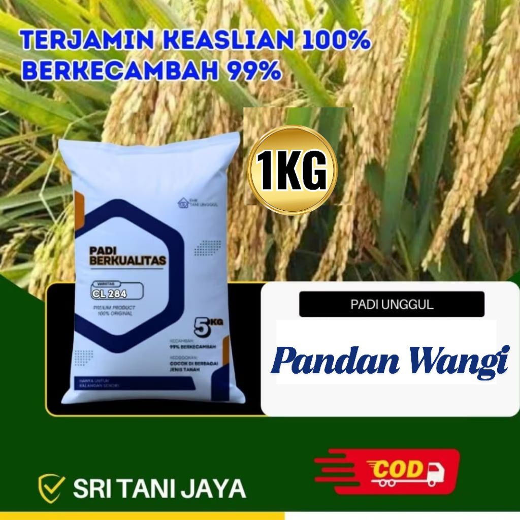 Benih Padi Bibit Padi Pandan Wangi Kemasan 1KG Kualitas Super Nasi Wangi Pulen