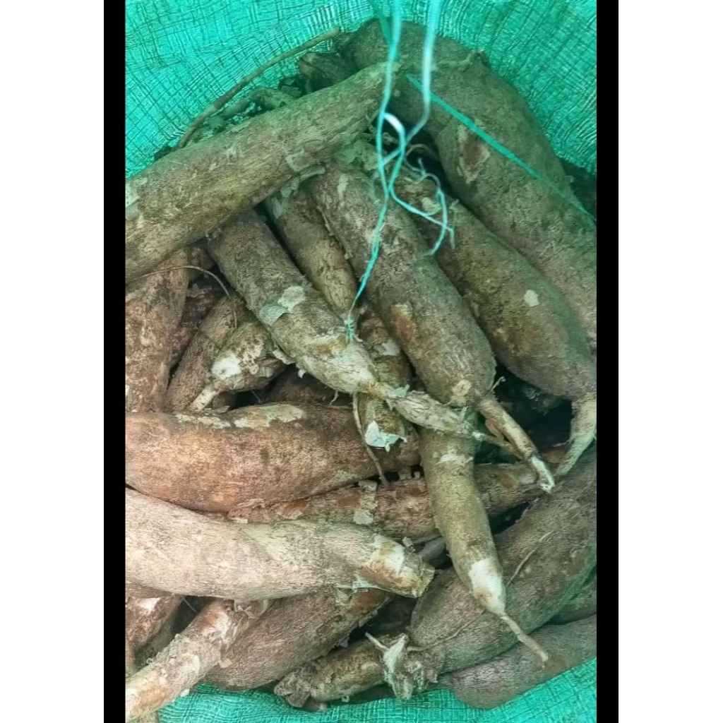 ubi singkong ketan dijamin empuk 100%