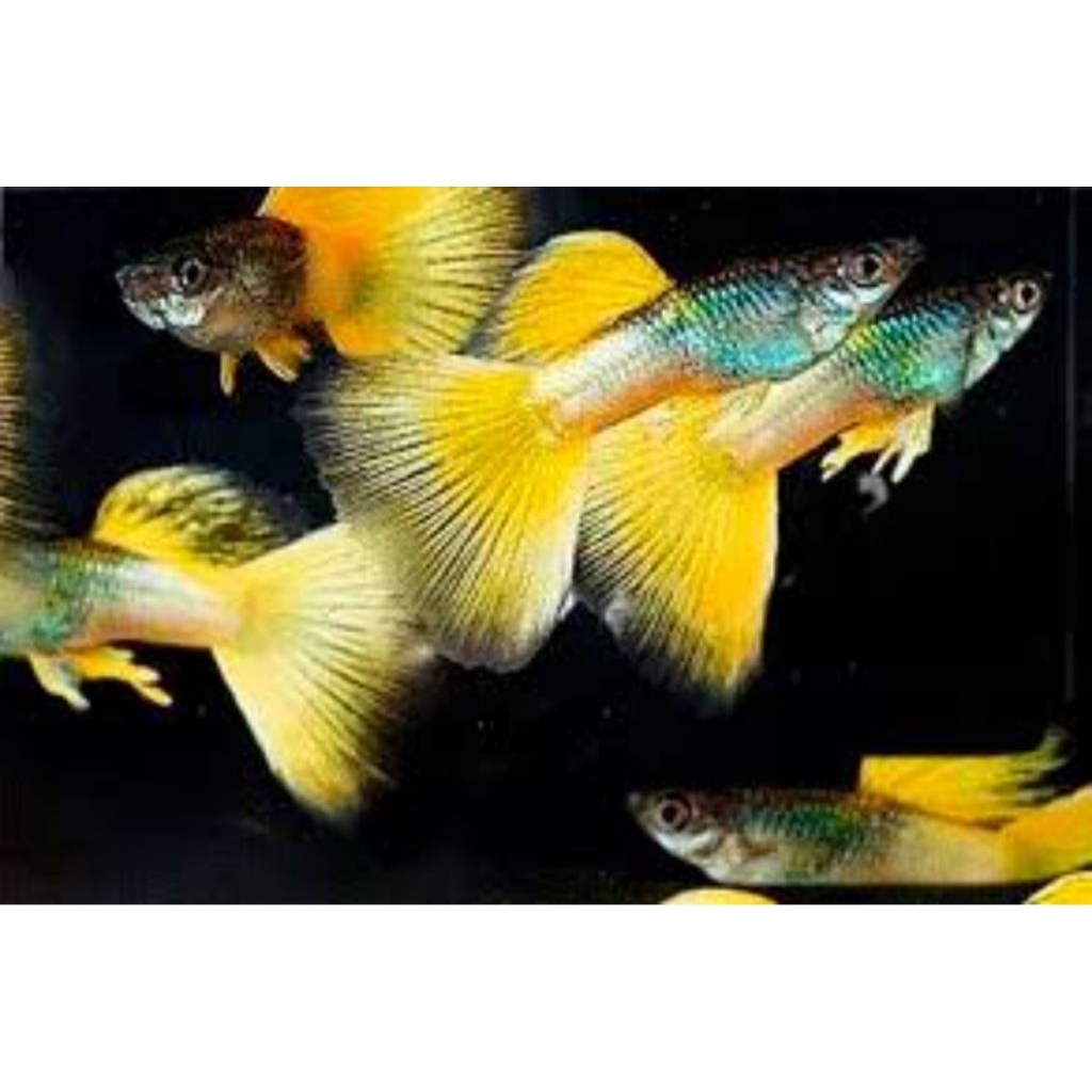 tanaman air guppy yellow pingu