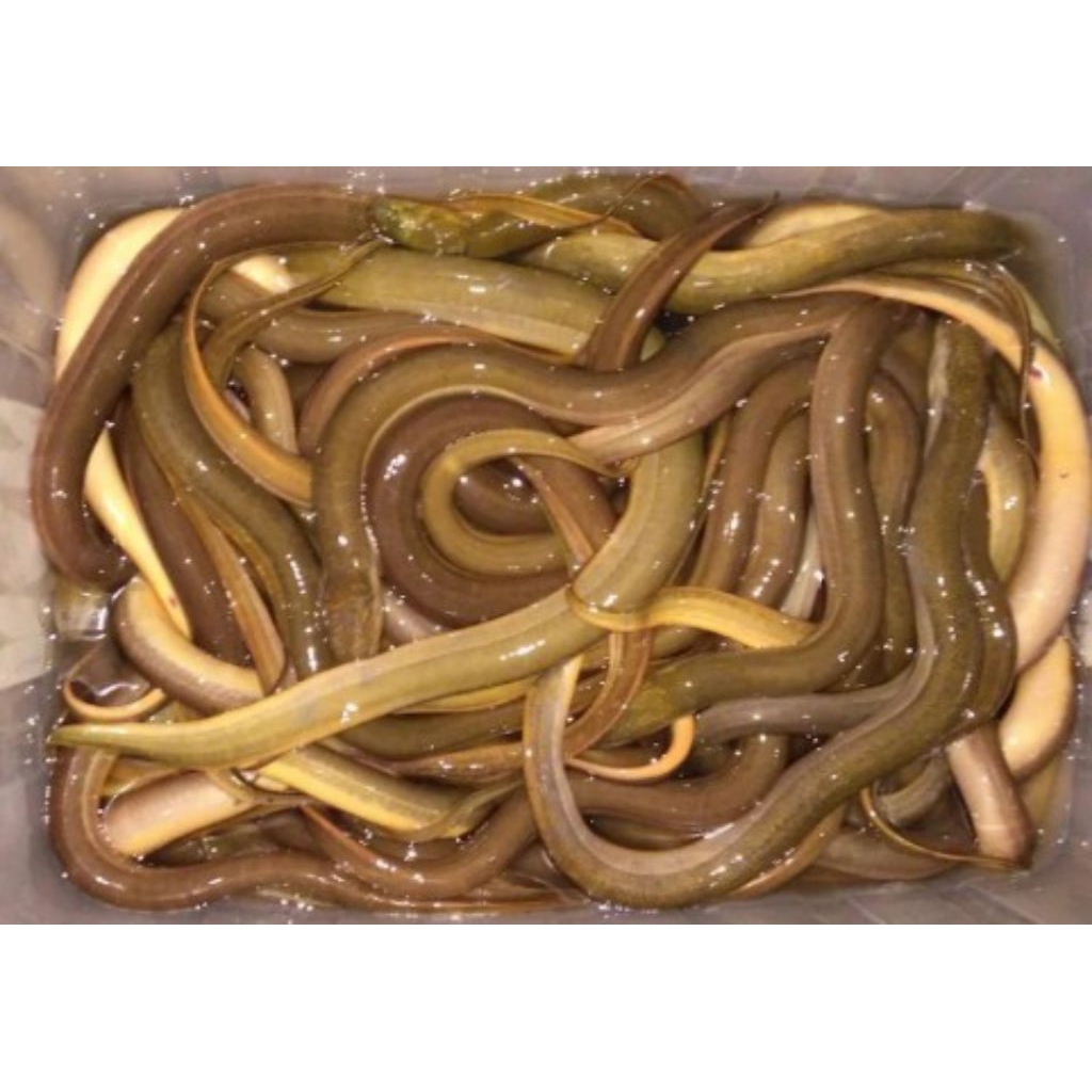 1 Ekor Belut Sawah Hidup Ukuran Sedang ( Asli Belut Sawah Kwalitas Super )