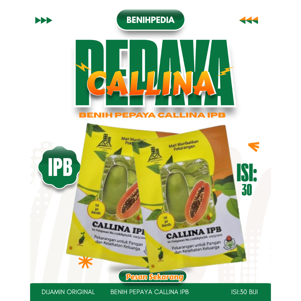 Benih Pepaya CALLINA IPB (IPB9) isi 30 Biji Pepaya California Bibit Unggul