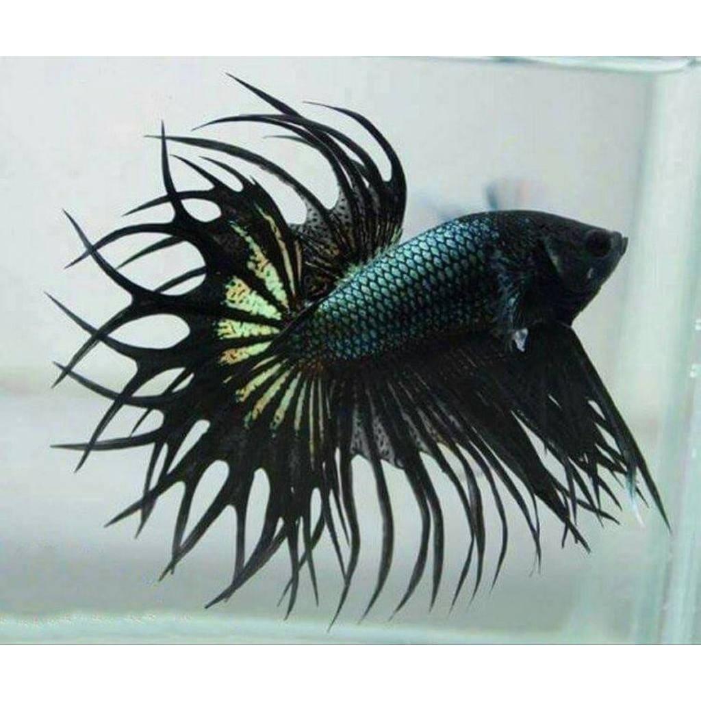 (PROMO) Cupang CT Crowntail Serit Male Warna Random Size jumbo M+