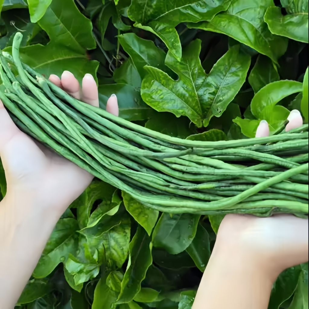 10 Butir Benih Kacang Panjang  Benih kacang panjang