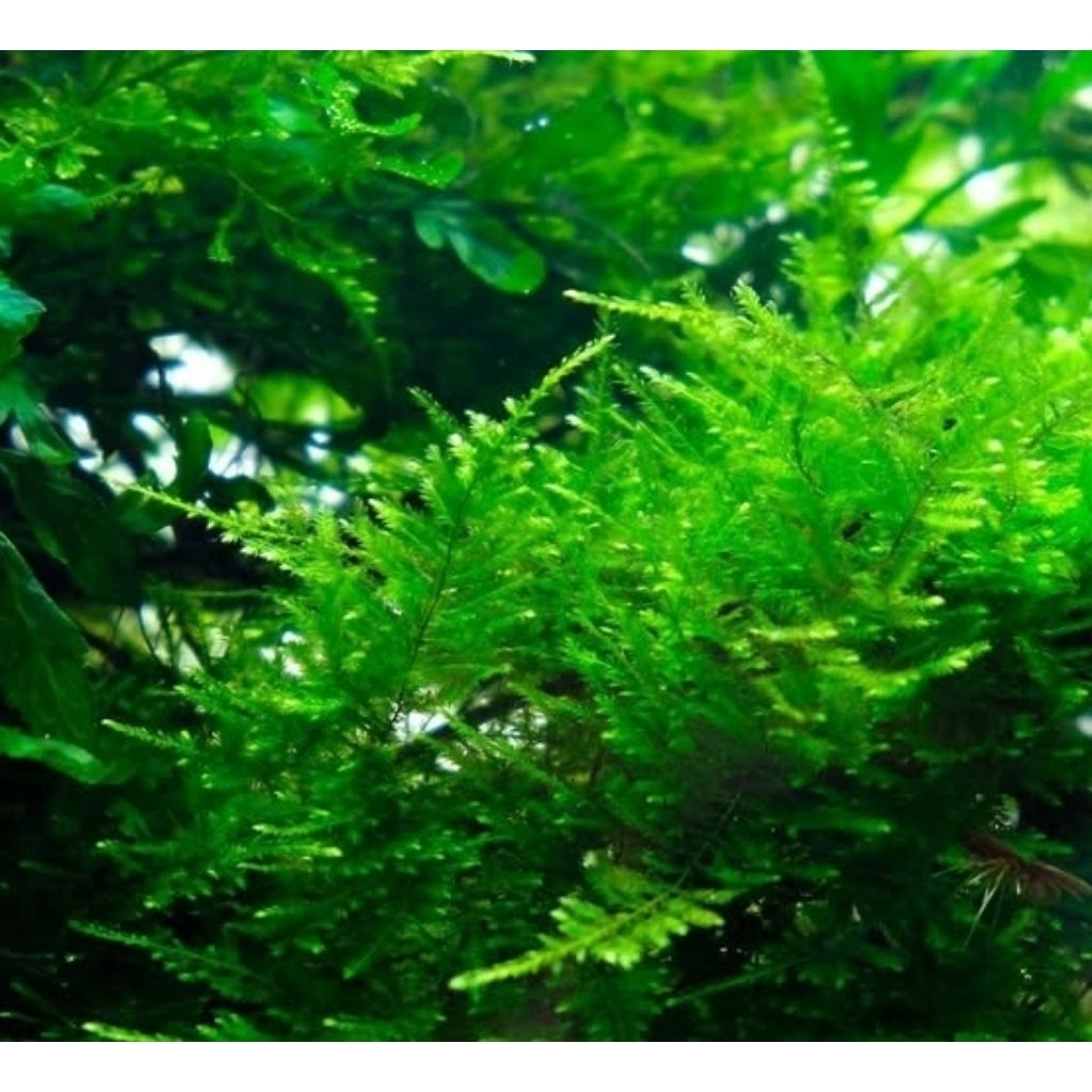 Moss Mini Christmas Bahan Dan Wabikusa Tanaman Aquascape