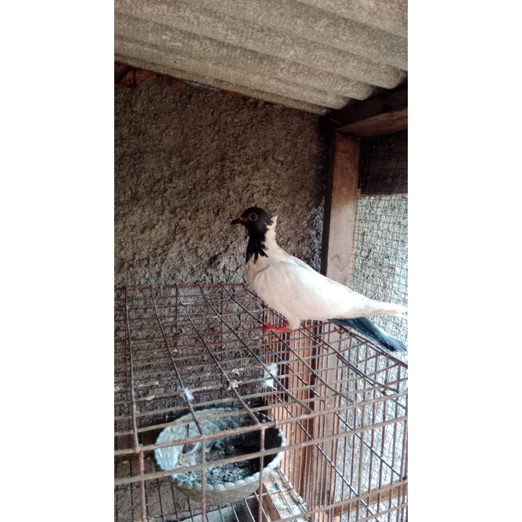 Merpati hias ,merpati endemik songkop