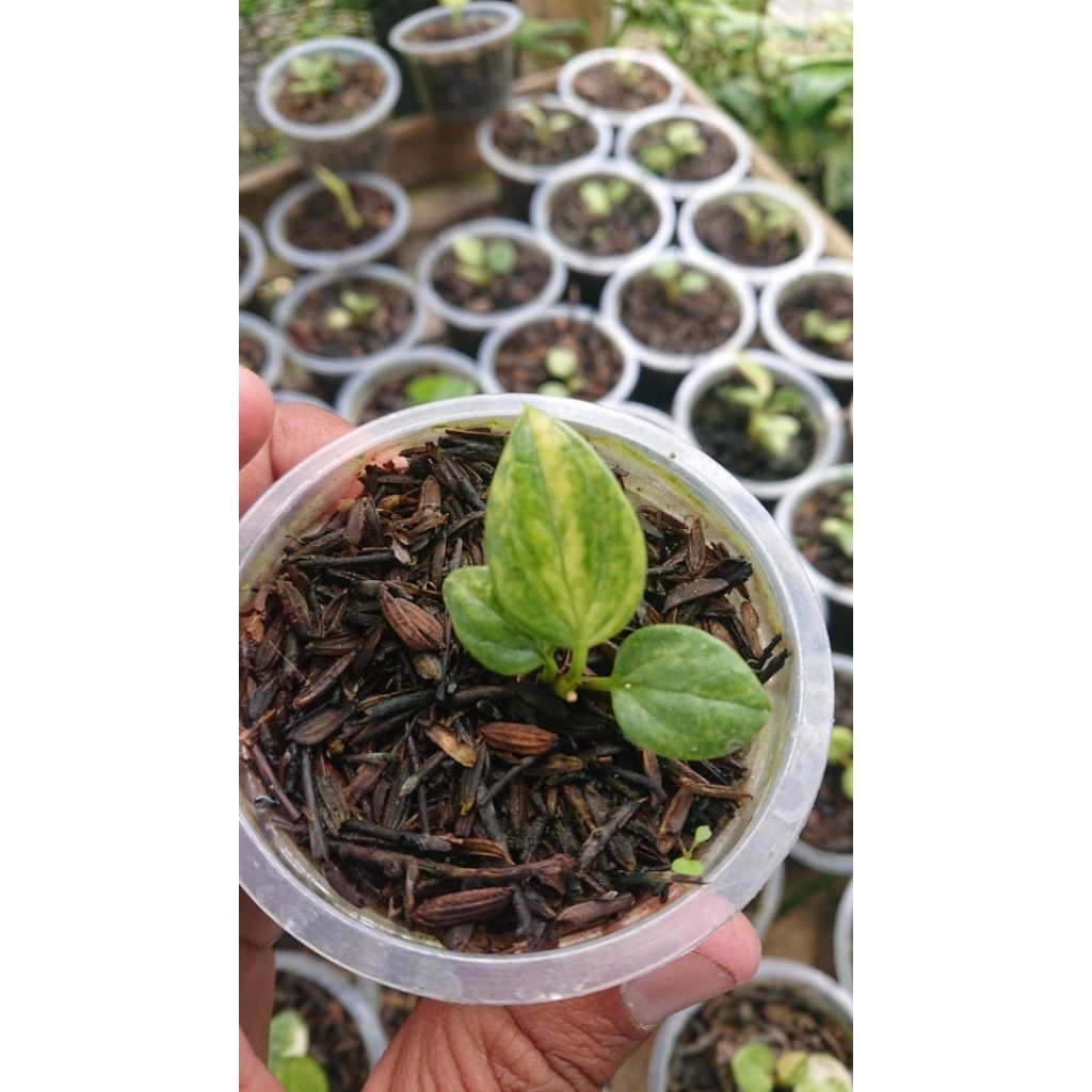 anthurium jemani varigata