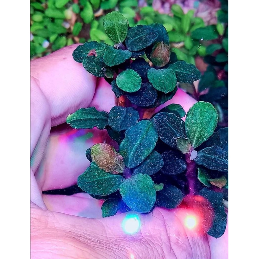 Bucephapandra Marble Tanaman Akuarium Aquascape Paludarium