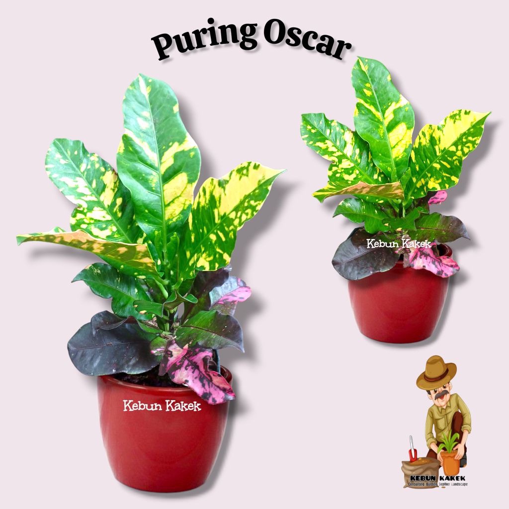 Puring Oscar / Tanaman Hias Puring Oscar / Tanaman Puring Oscar
