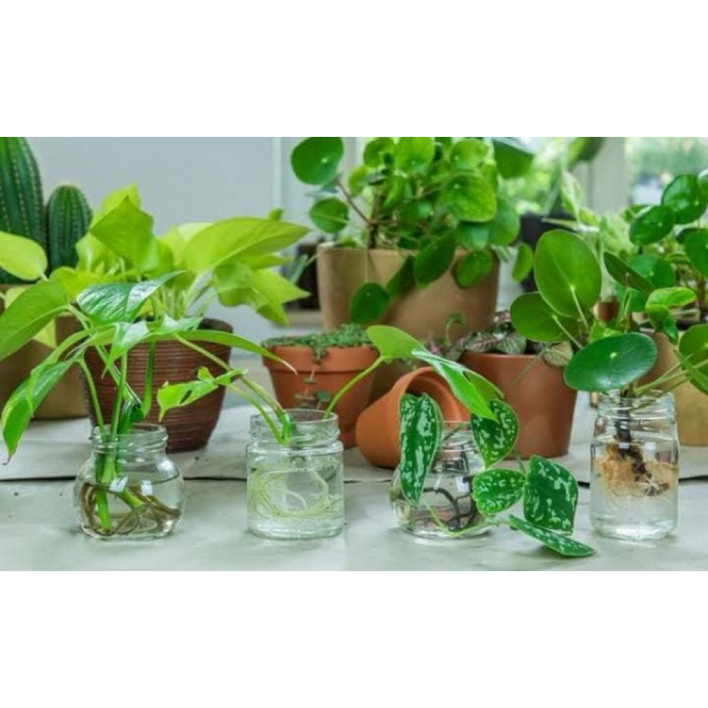 Tanaman Hias Bisa Tumbuh Di Air / Indoor Plants / Tanaman Hias Air