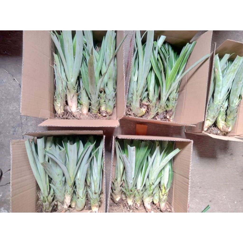 Ready bibit super nanas madu jumbo