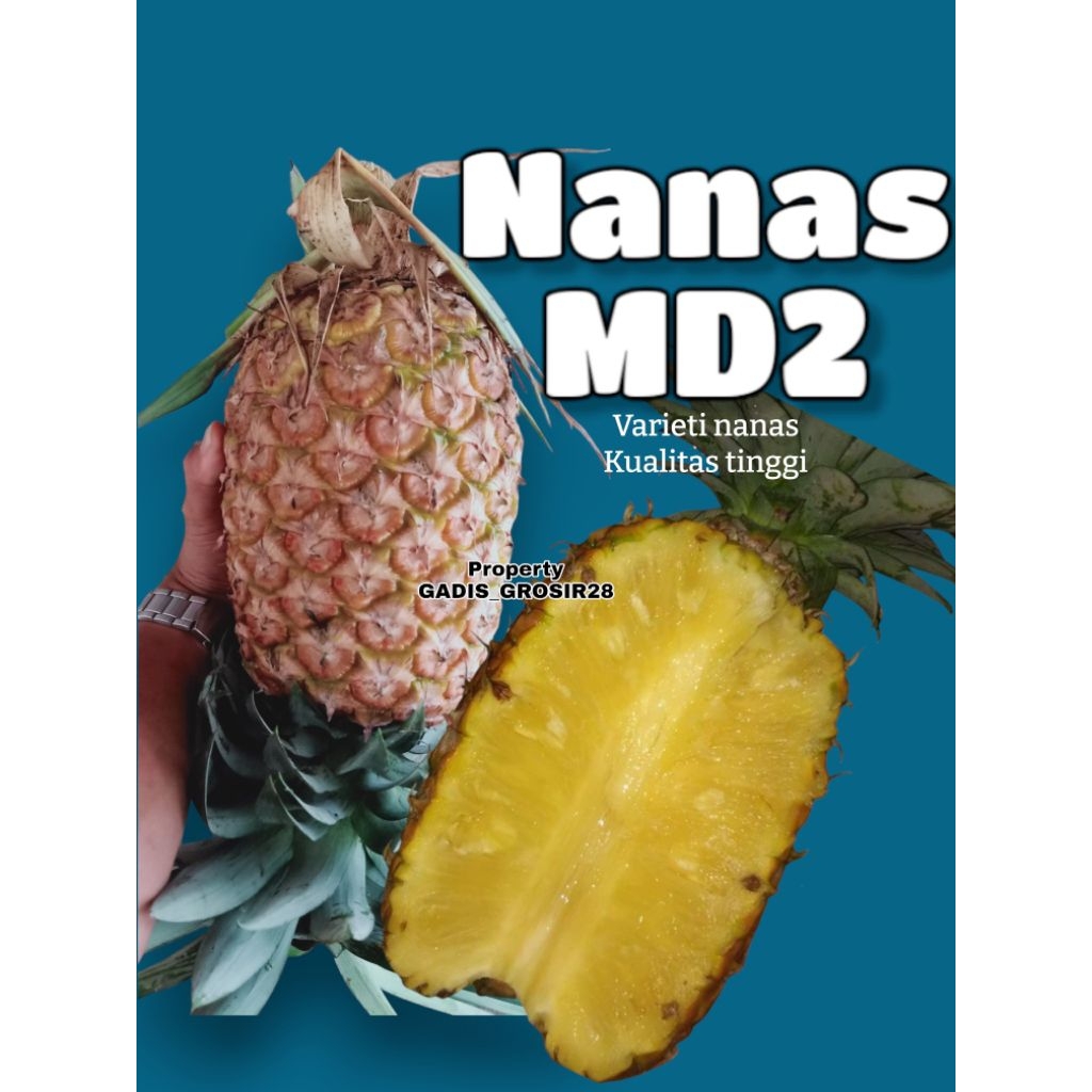 bibit nanas madu Subang 100 batang /MD2