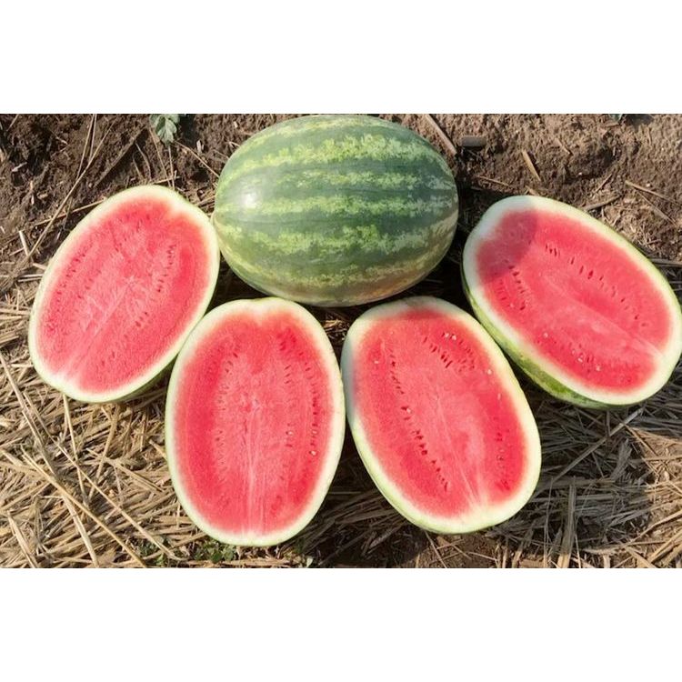 PREMIUM - Bibit Semangka Tanpa Biji