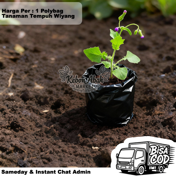 Temu Tempuh Wiyang Jonge Jonghe 1 Tanaman Obat Herbal Segar