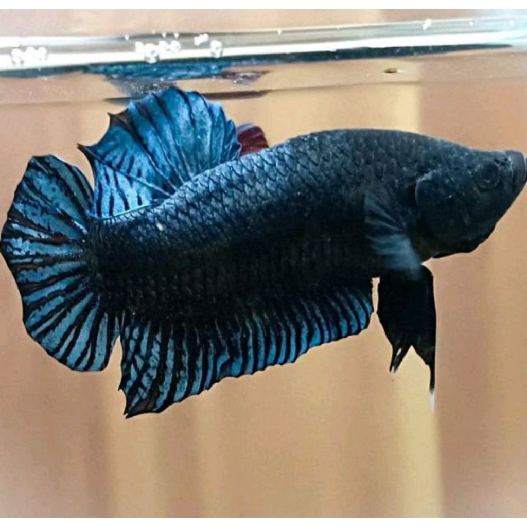 Plastik Bagan Aduan Super Size M Gratis Pakan