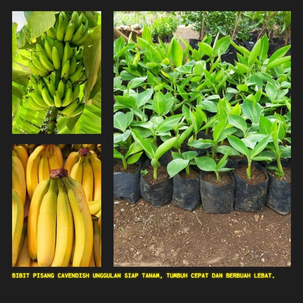 TERBUKTI ASLI  Pohon Pisang Cavendish Kuning - Pohon Pisang Cavendish Mini