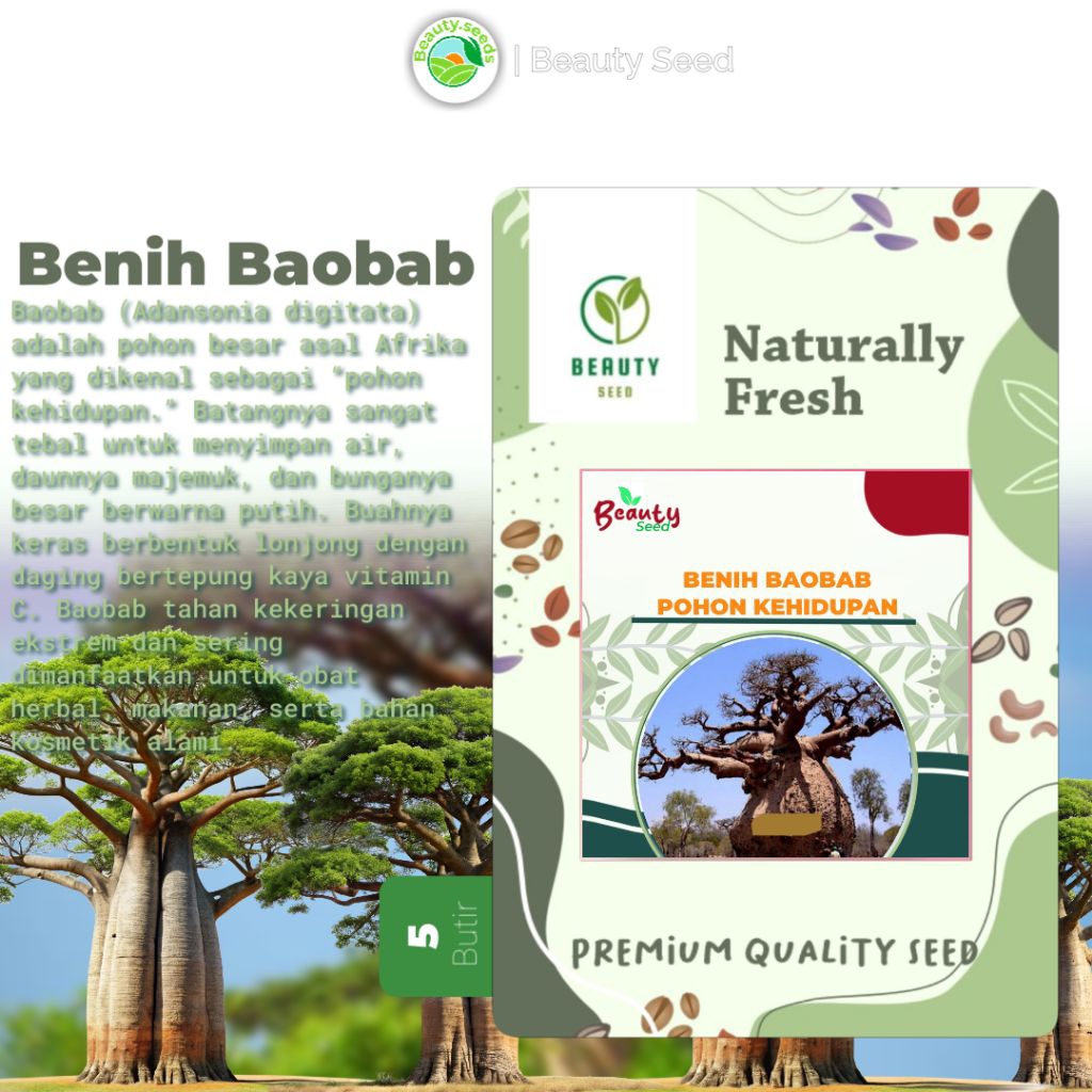Benih Biji Pohon Baobab 5 Butir - Biji Pohon Baobab (Adansonia Digitata) Siap Semai