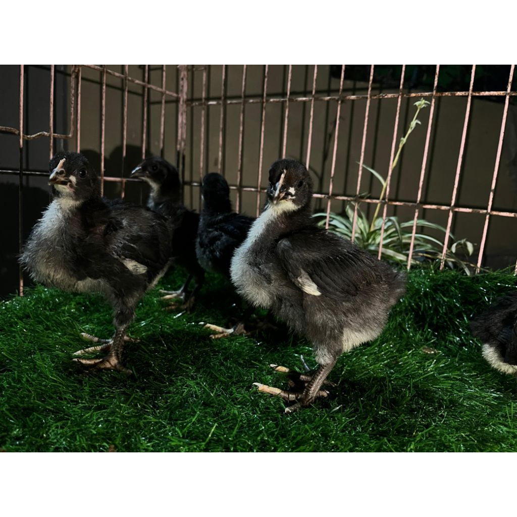 Anak Ayam Black Permud BP3