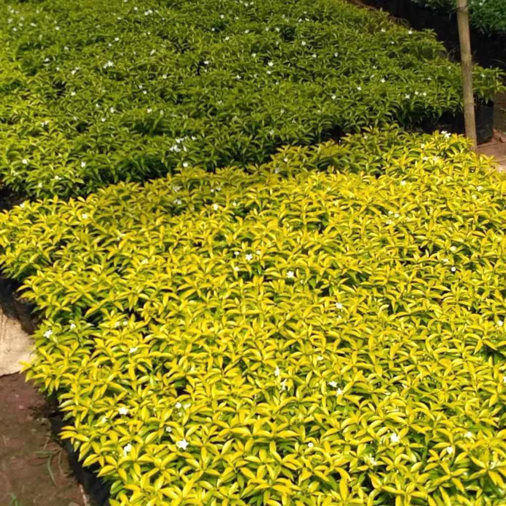 Paket 10 tanaman rombusa mini, rombusa mini putih,golden