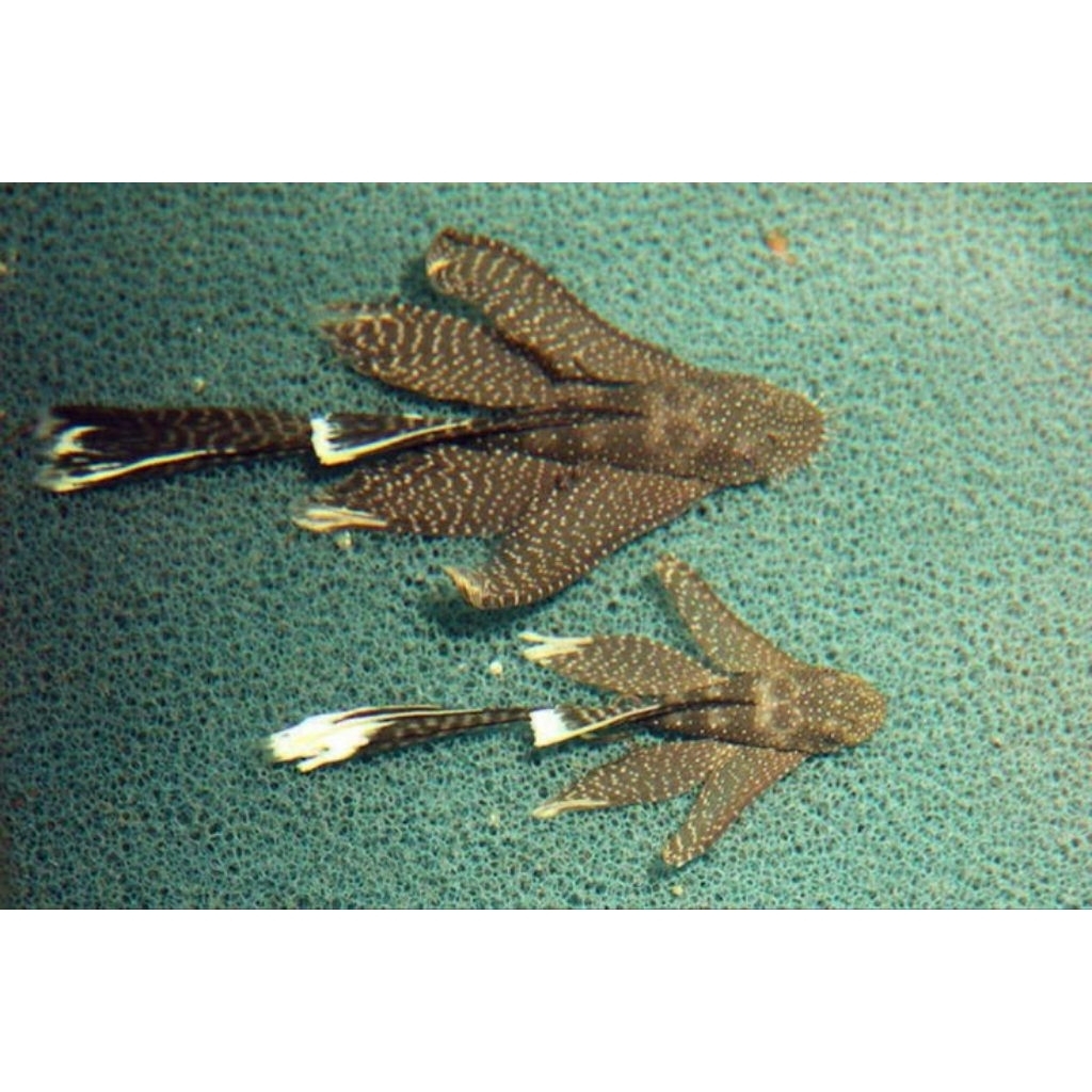 Brushmouth Black Slayer - Ikan Hias Pembersih Lumut Algae Aquascape