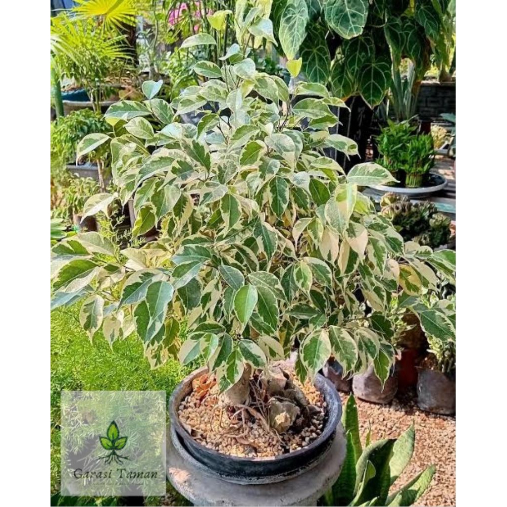 Tanaman hias beringin varigata_beringin varigata